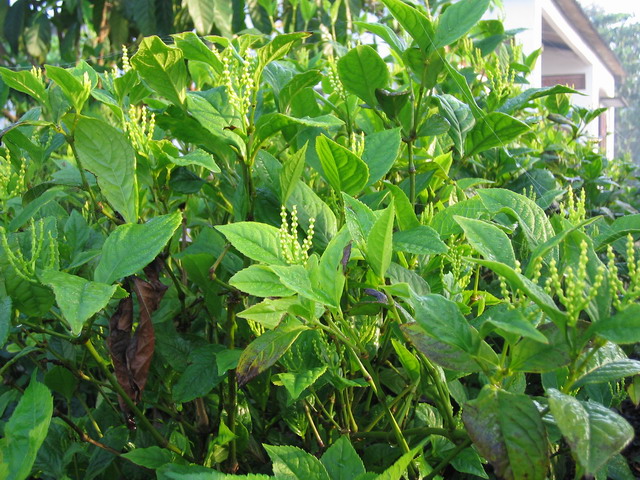 chè hột hoa sói