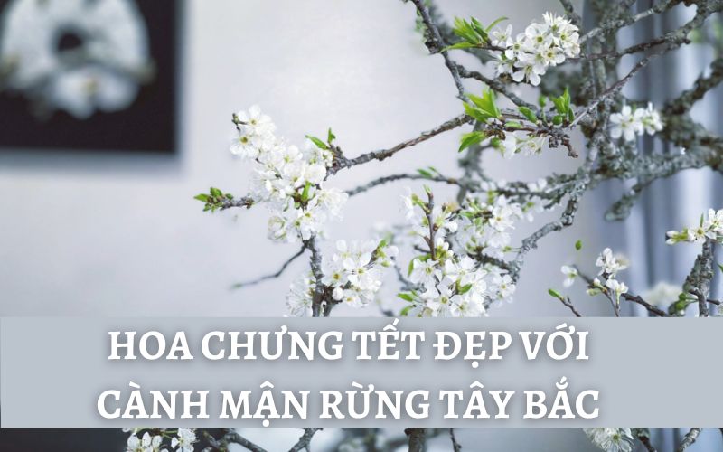 Hoa chưng Tết đẹp với cành mận rừng Tây Bắc