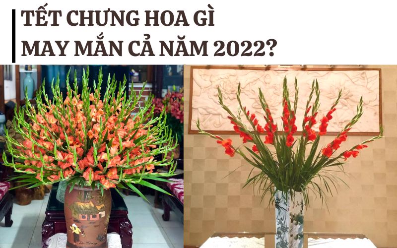 Tết chưng hoa gì may mắn cả năm